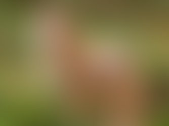 The Night of the Coyote