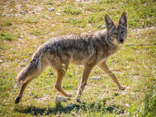Day of the Coyote