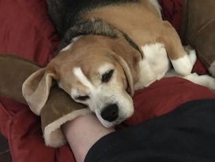 Buttermilk - Ready for His Close-Up