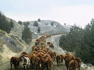 Cattle Drive