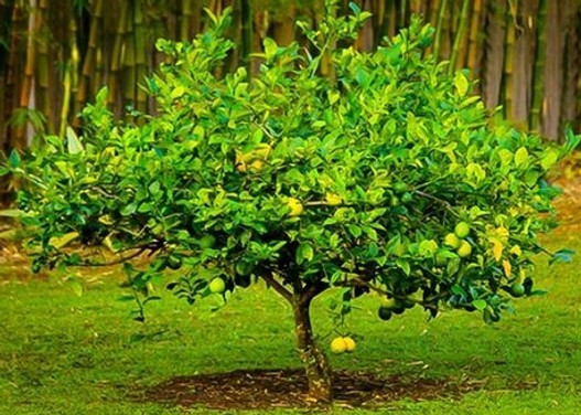 Meyer Lemon Tree.jpeg