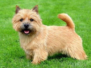 Terry the Terrier