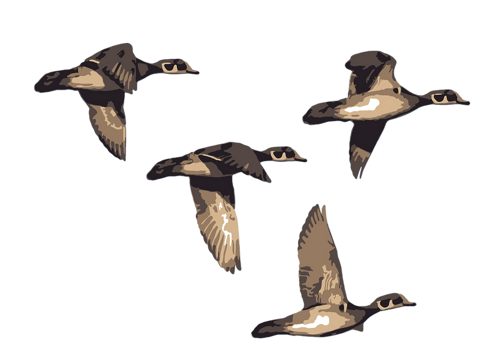 Wood duck flight.png