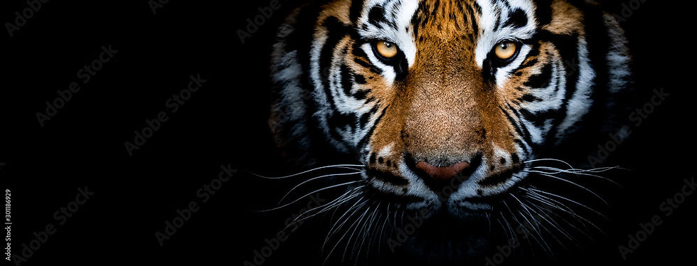 AdobeStock_301186929_Preview.jpeg