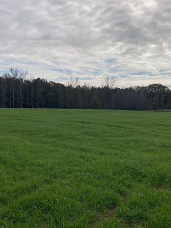 Fertilized Pasture