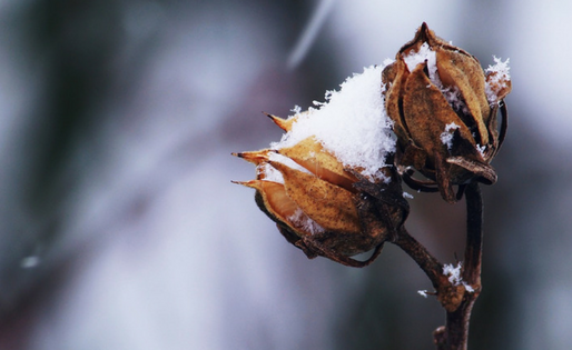 Embracing Winter