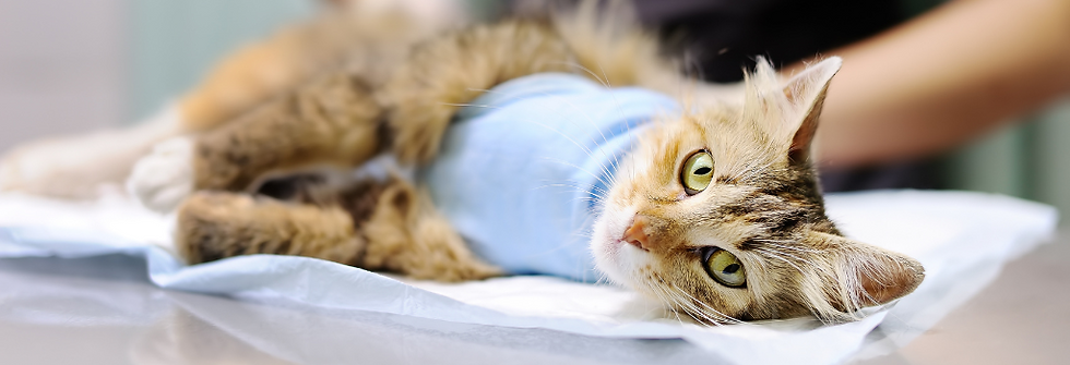 cat vaccination centre in Encino