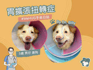 【WeHUG手術日誌】胃擴張扭轉症 By Dr. Billy