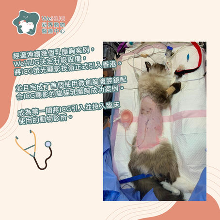 【WeHUG手術日誌】布偶貓Nebula乳糜胸手術成功案例