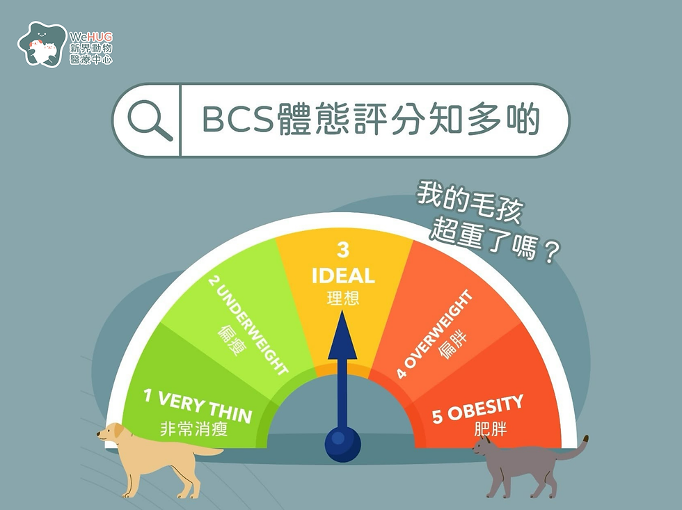 貓狗肥胖 BCS體態評估知多啲