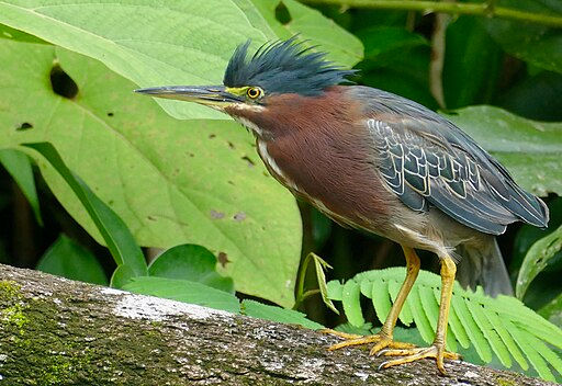Green Heron