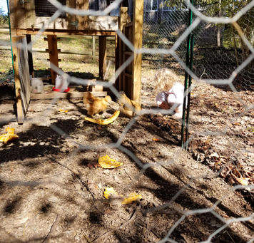 Primary is ready for the Variety Show!