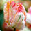 Thumbnail: TULIP BULB - APRICOT PARROT