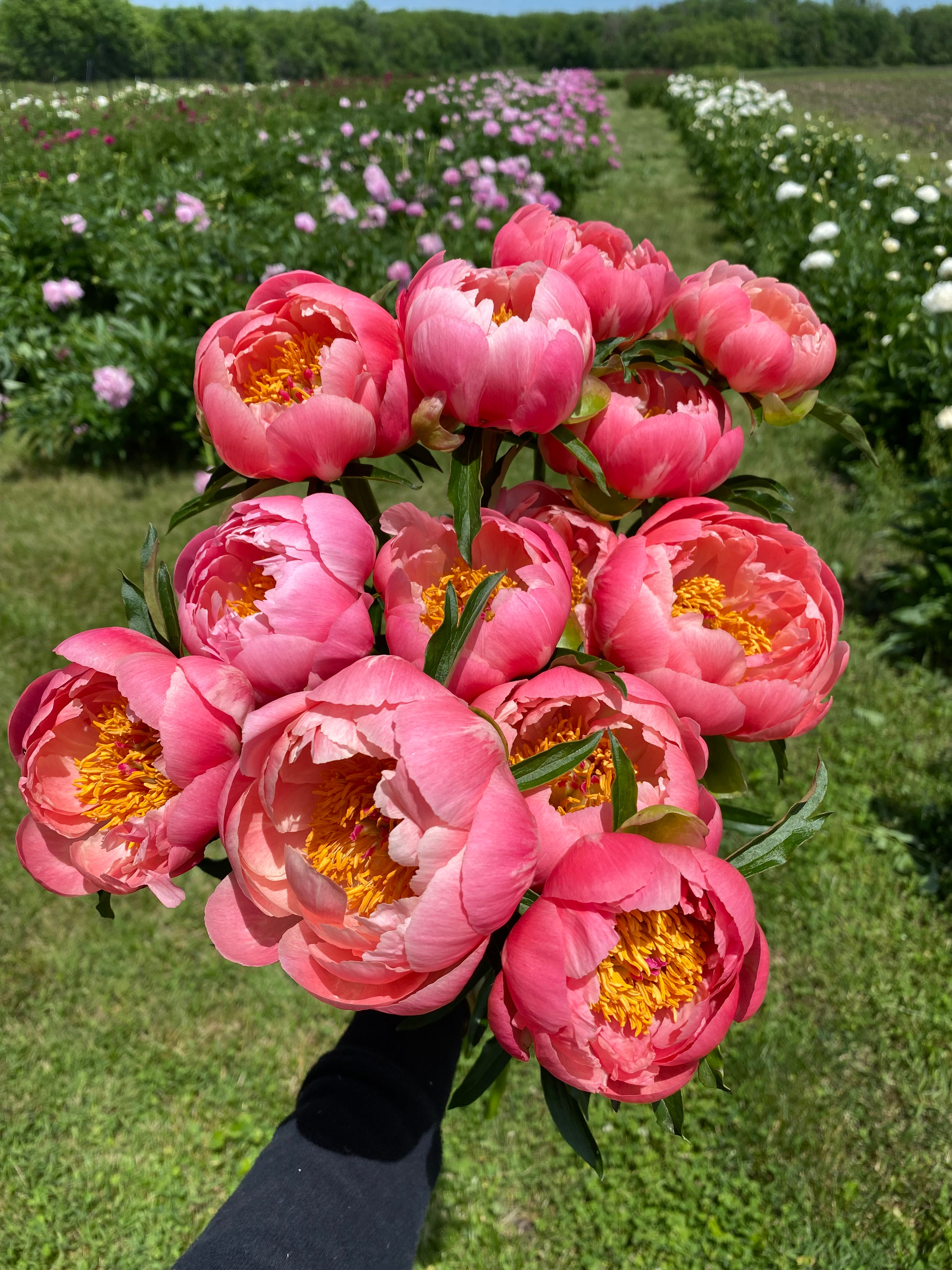 Peony Subscription