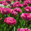 Thumbnail: TULIP BULB - ROSY DIAMOND