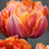 Thumbnail: TULIP BULB -ORANGE PRINCESS