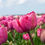 Thumbnail: TULIP BULB - ROSY DIAMOND