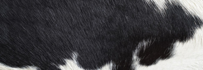 close-up-black-white-cow-skin-fur-textur