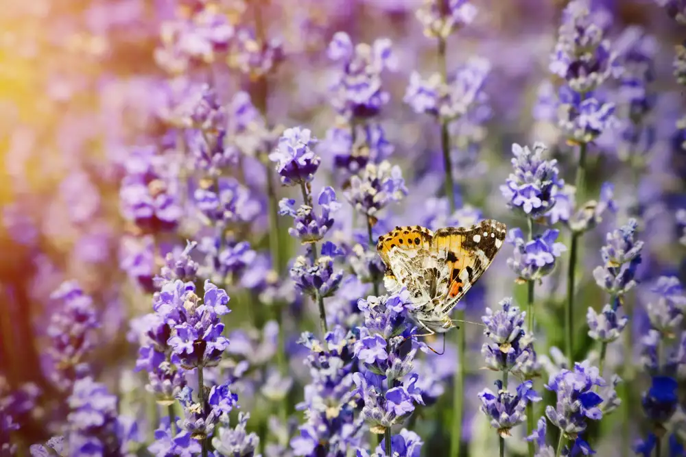 Purple English lavender with a butterfly in summer 