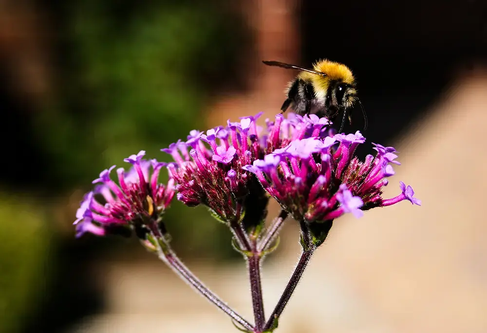 Verbena bonariensis with a bee