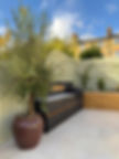 Specimen olive tree in a large salt glazed terracotta pot in a contemporary London Garden with Florence white porcelain paving, venetian painted fence, and integrated bench. Raised beds with trachelospermum jasminoides climbing on a wire framework. Contemporary garden design by luxury gardens. Contemporary planting scheme by luxury gardens.