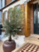 Contemporary front garden design with Jura Beige paving tiles, and a beautiful Vietnamese pot and a large Tuscan olive tree. Front garden design in London by Luxury Gardens.