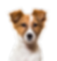 T5a_shutterstock_1015486264 copy_edited_edited.png