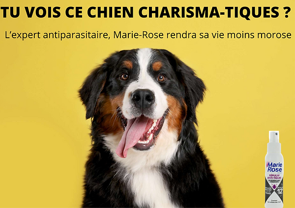 TU VOIS CE CHIEN CHARISMATIQUES .png