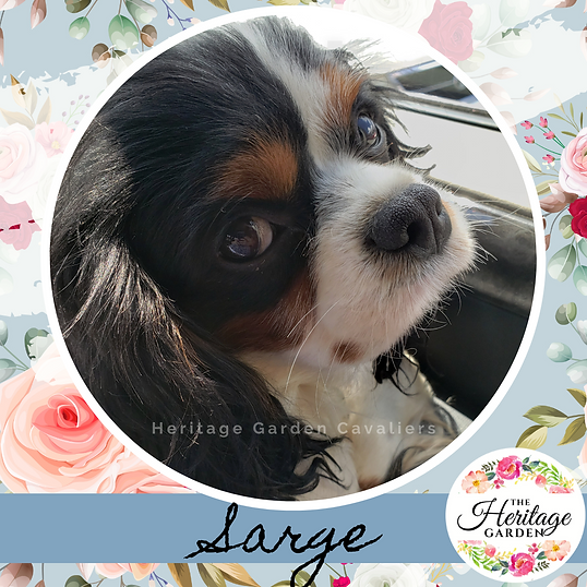 Heritage Garden Dogs (20).png