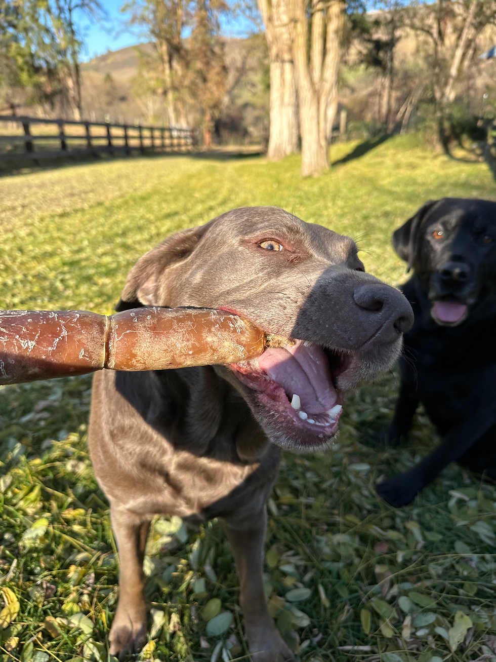 Thumbnail: 6 Inch Beef Hide Chew
