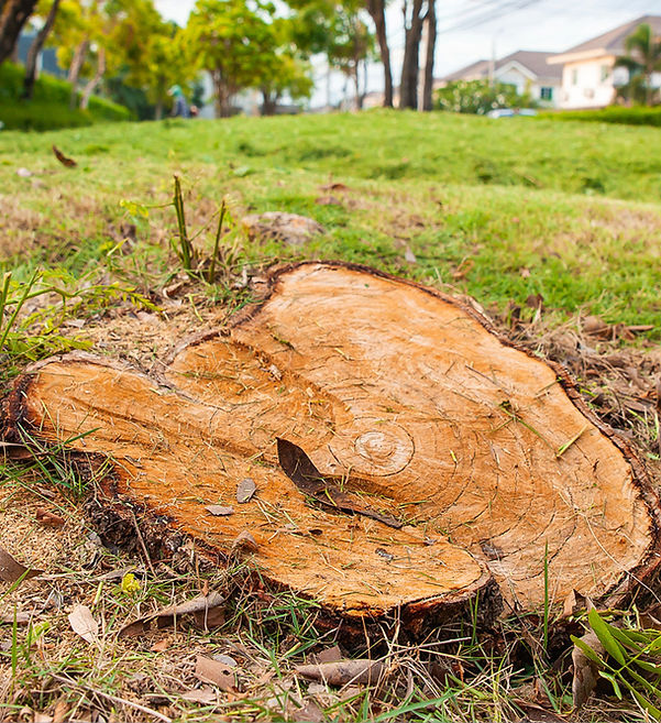 Stump in yard
