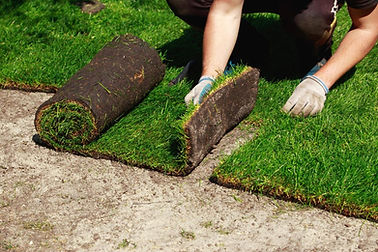 sod being installed.jpeg