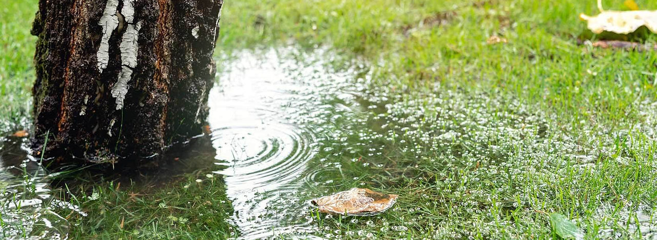 flooded yard.jpeg