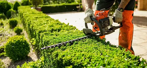 guy trimming plants.webp