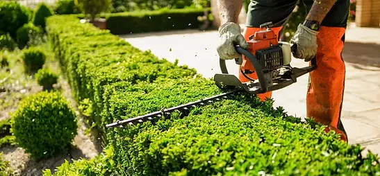 guy trimming plants.webp
