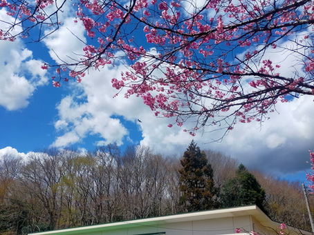 校庭の様子