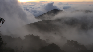 Strengthening Conservation Efforts for the Highland Rainforest of the Wet Tropics