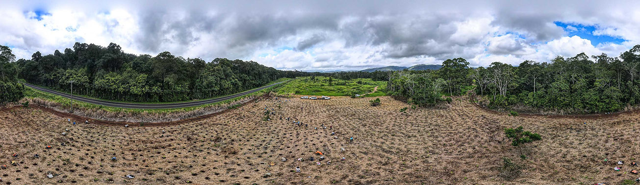 Wongabel tree planting panorama.jpg