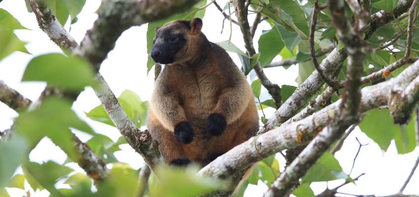 Repairing the Rainforest – Volume 2 takes shape