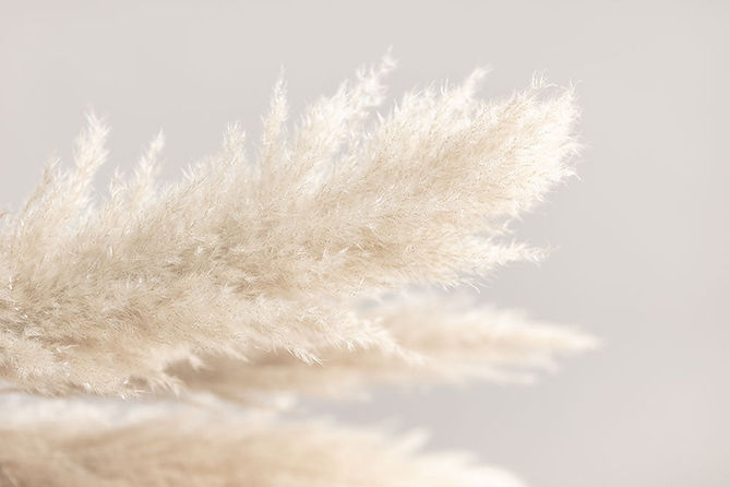 Pampass Grass.jpg