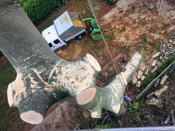 Tree Surgeon Doncaster