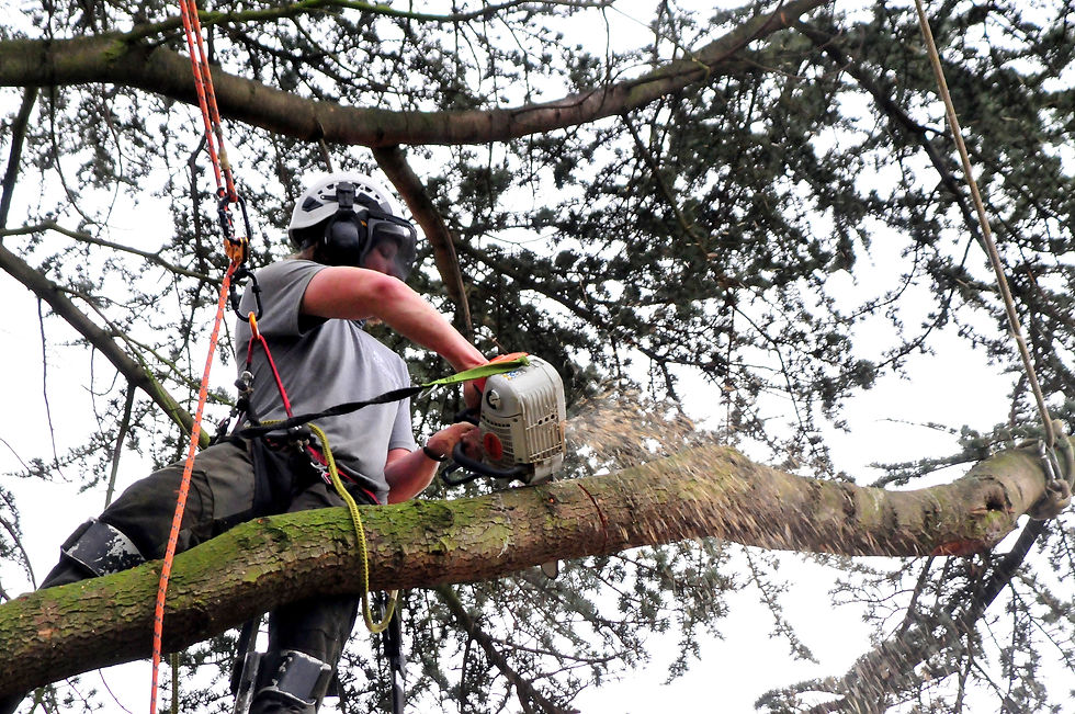 Tree Surgeon