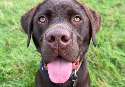 Dexter the Dog