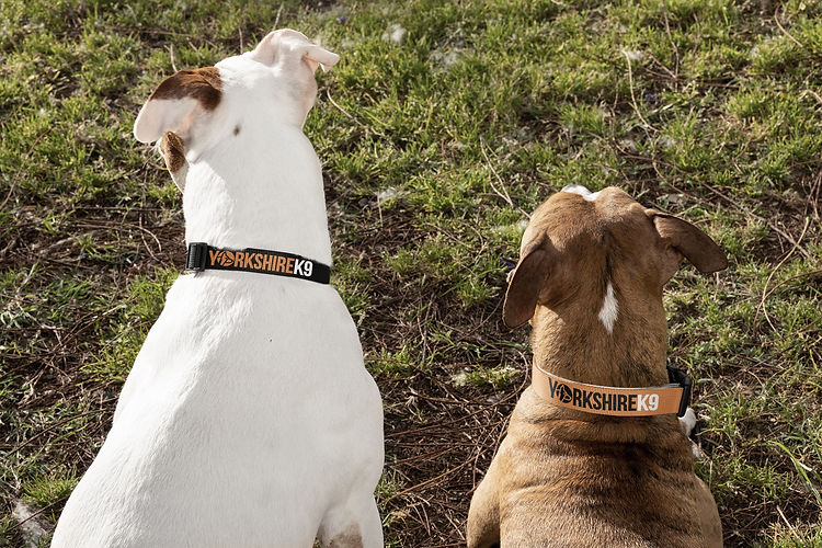 Dog Training Yorkshire Yorkshire K9 About