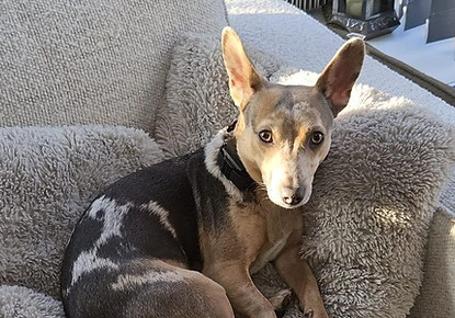 Rosie the dog
