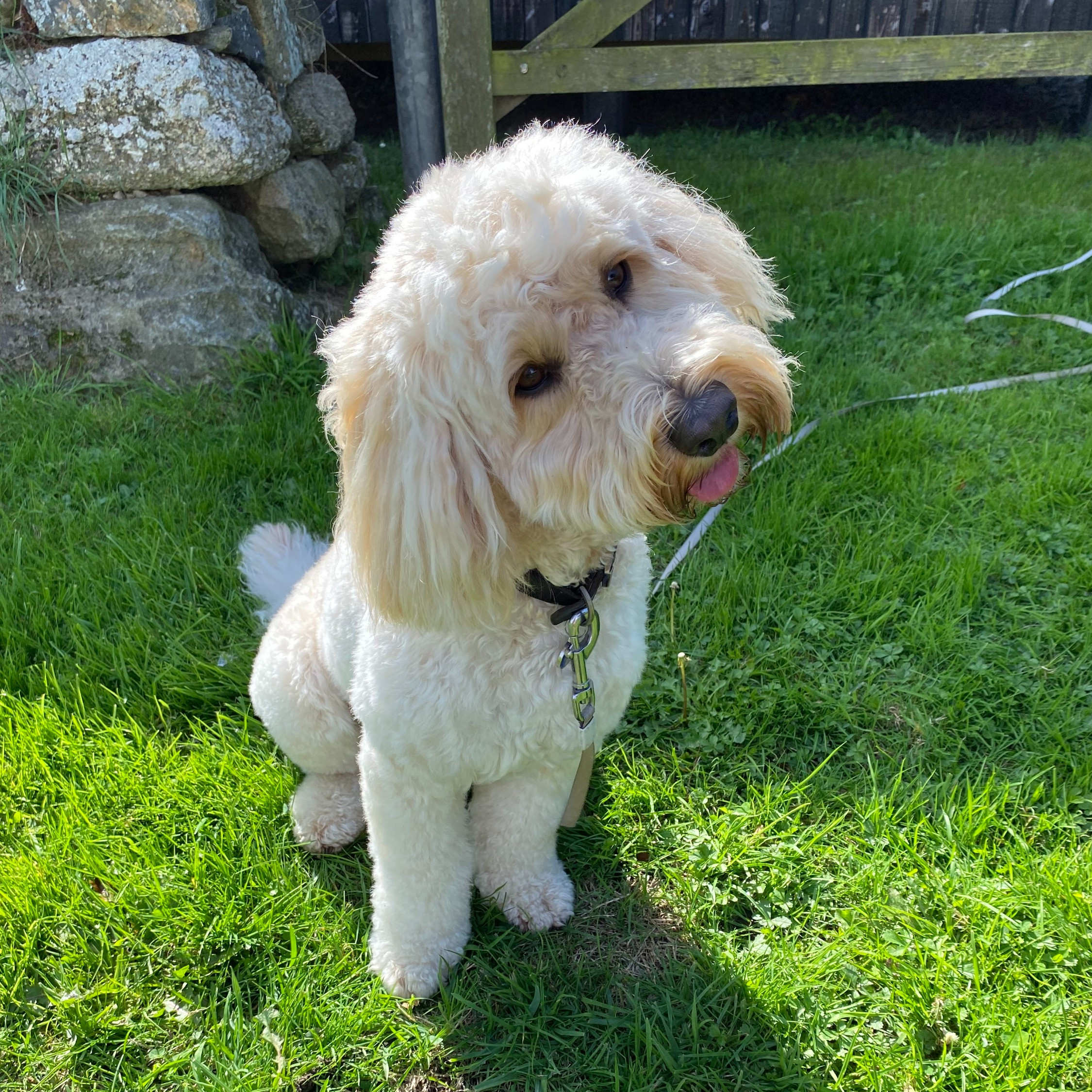 Dog Training Yorkshire Yorkshire K9 Harrogate Case Studies Basil