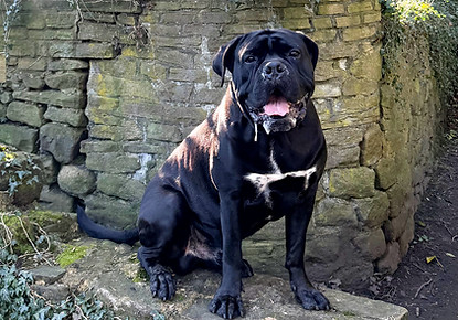 Murphy the dog