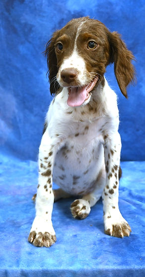 Brittany puppies Kansas