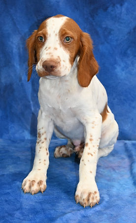 brittany breeder Kansas