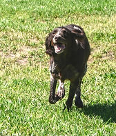 Kansas brittany breeder